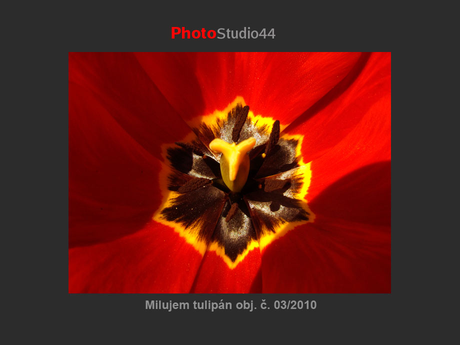 Tulipn / Tulip